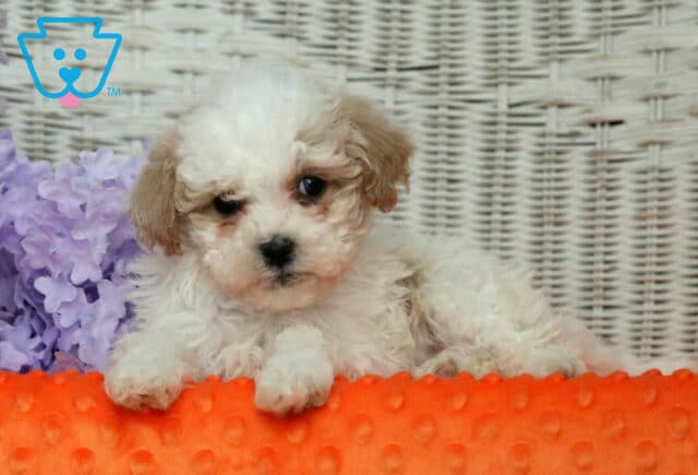 Harley Shihpoo2 image
