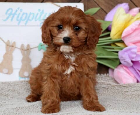 Harmony Cavapoo
