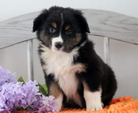 Harry Australian Shepherd
