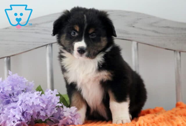 Harry Australian Shepherd image