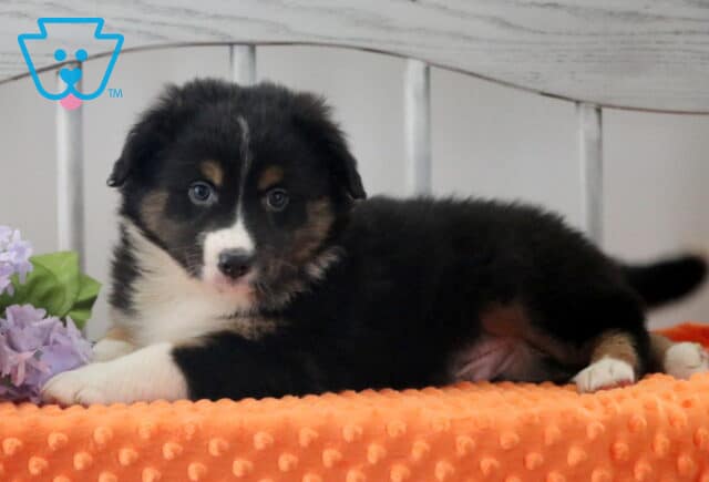Harry Australian Shepherd2 image