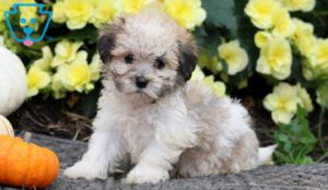 Havanese