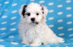 Havanese Mix