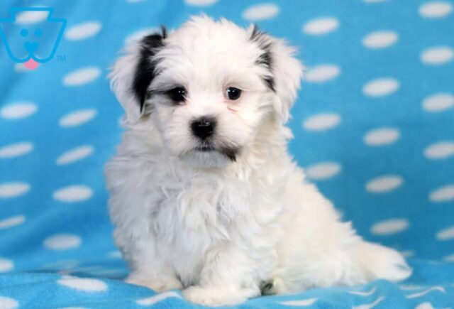 Havanese Mix