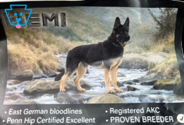 Hemi German Shepherd David King image