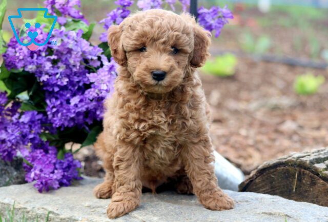 Hendrix Mini Goldendoodle 1-001