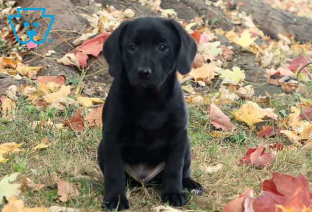 Herman Lab Mix image