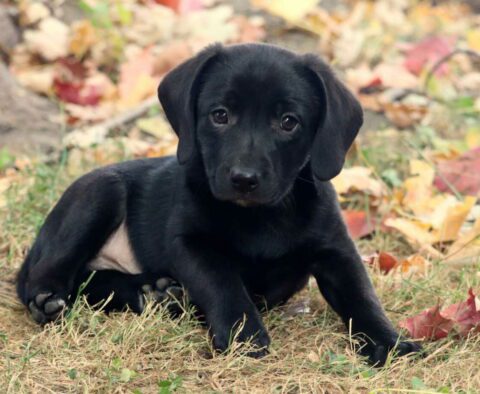 Herman Lab Mix2