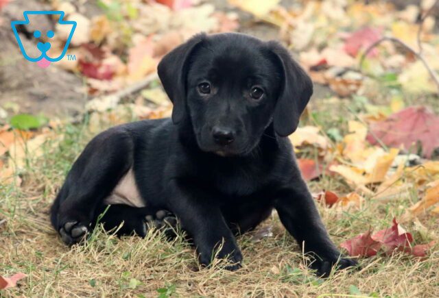 Herman Lab Mix2 image