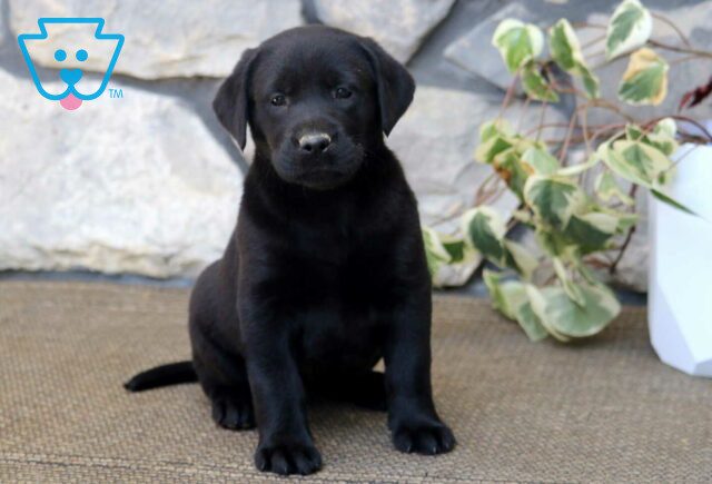 Hershey Black Lab