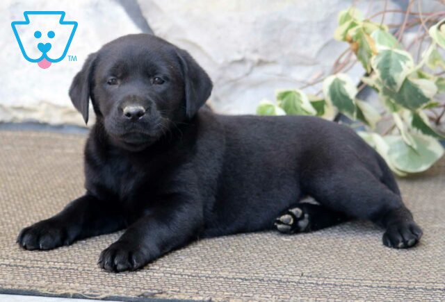 Hershey Black Lab2