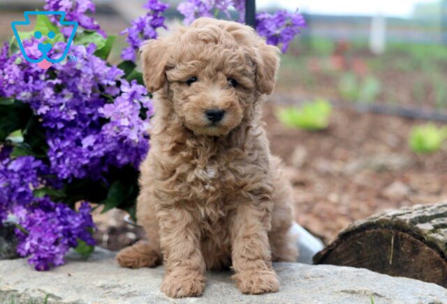 Hershey Mini Goldendoodle 1-001