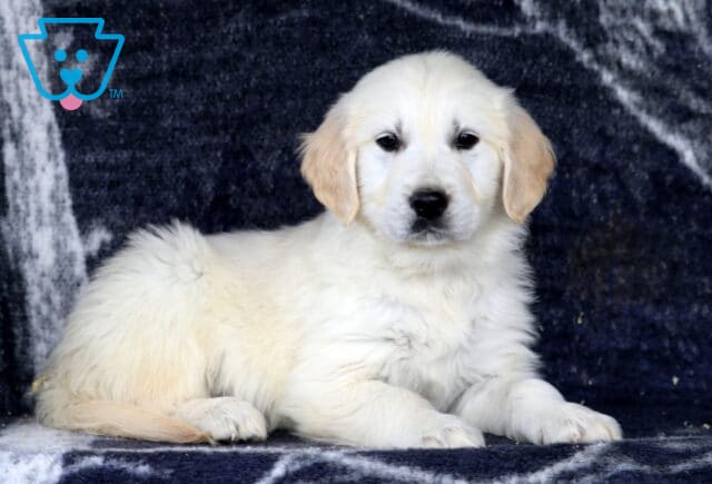 Hewie Golden image
