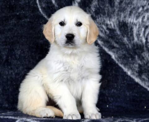 Hewie Golden1