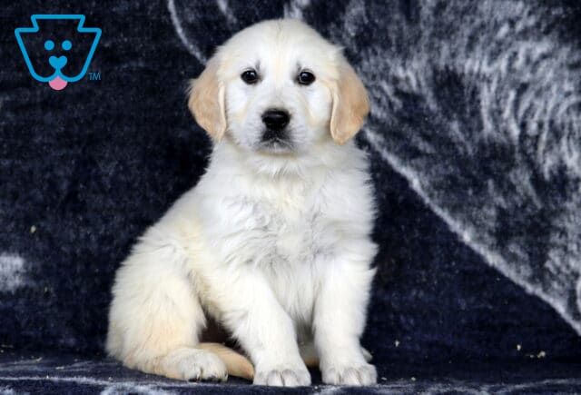 Hewie Golden1 image