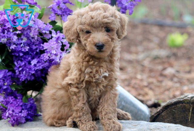 Hickory Mini Goldendoodle 1-001