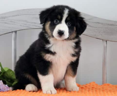 Hillary Australian Shepherd