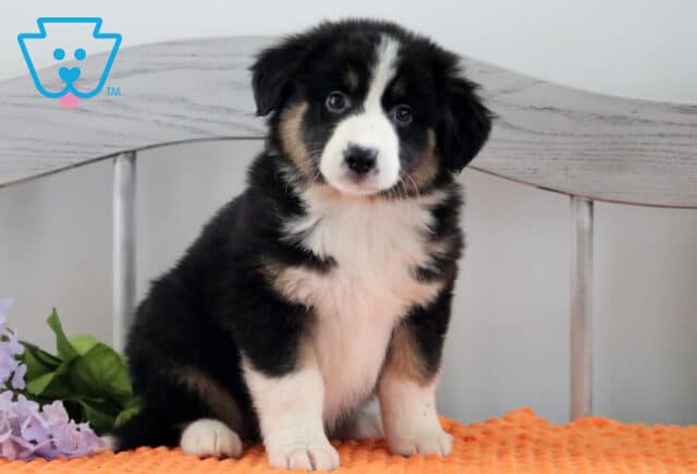 Hillary Australian Shepherd image
