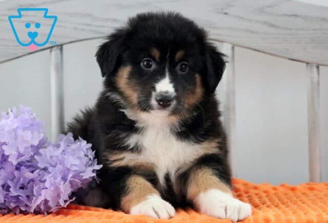 Hills Australian Shepherd image