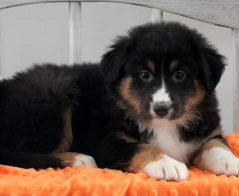 Hills Australian Shepherd2