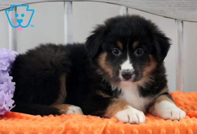 Hills Australian Shepherd2 image