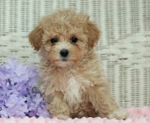 Hills Shihpoo
