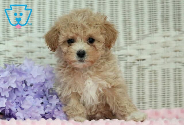 Hills Shihpoo image