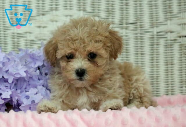 Hills Shihpoo2 image