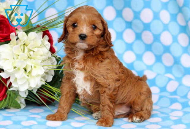 Hogan Cavapoo