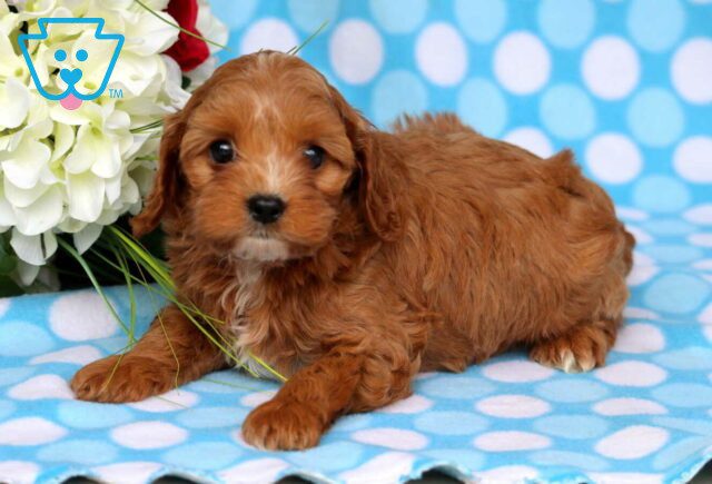 Hogan Cavapoo2