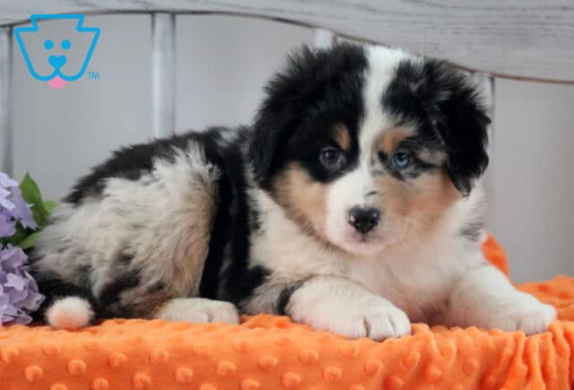 Honey Australian Shepherd image