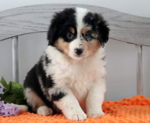 Honey Australian Shepherd2