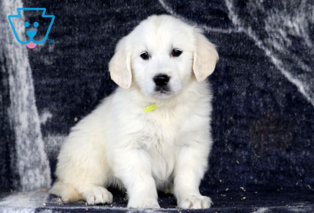 Honey Golden2 image