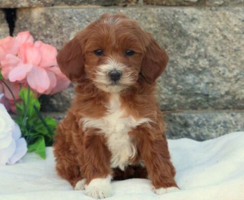 Honey Mini Goldendoodle