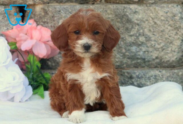 Honey Mini Goldendoodle image