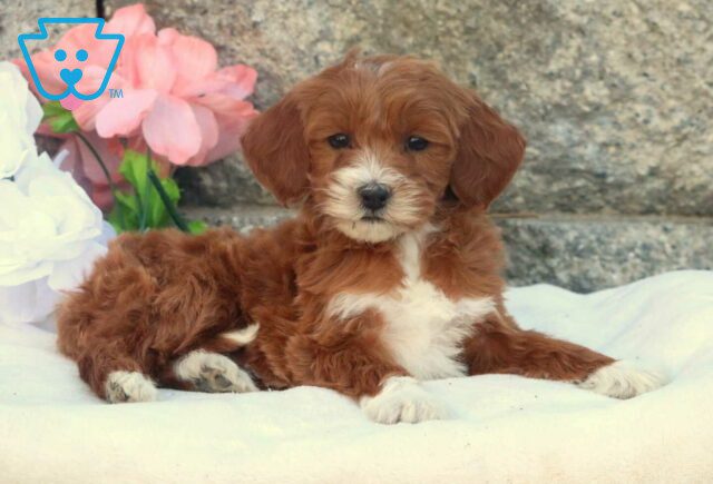 Honey Mini Goldendoodle2 image