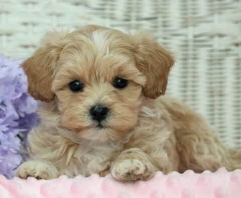 Honey Shihpoo2