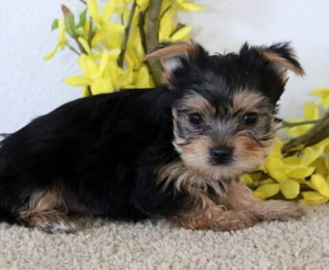 Honey Yorkie2