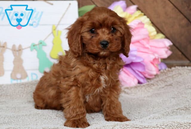Hooch Cavapoo image