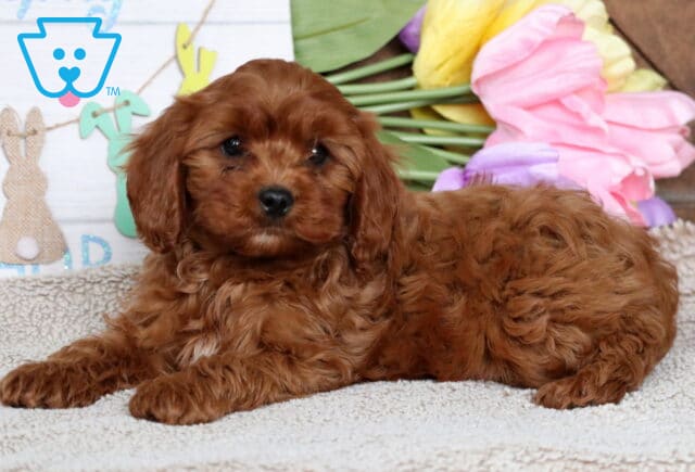 Hooch Cavapoo2 image