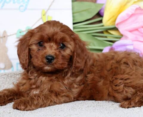 Hooch Cavapoo3