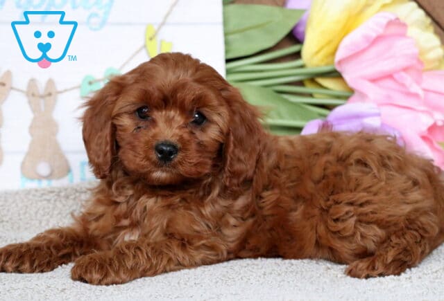 Hooch Cavapoo3 image