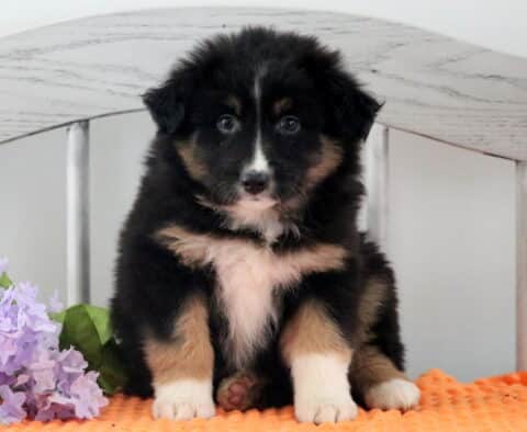 Hope Australian Shepherd