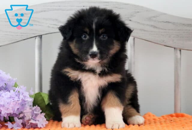 Hope Australian Shepherd image