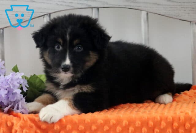 Hope Australian Shepherd2 image