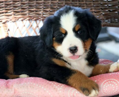 Hope Bernese