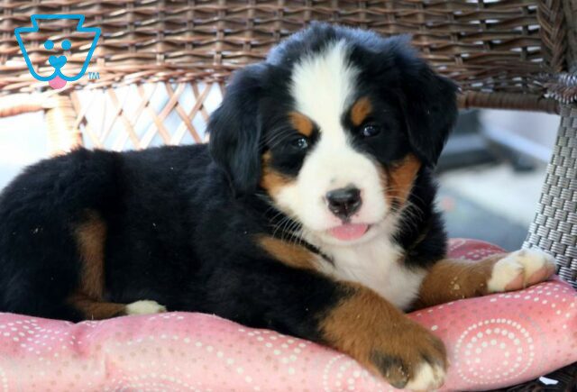 Hope Bernese image