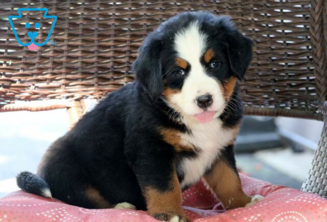 Hope Bernese2 image