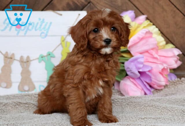 Hope Cavapoo image