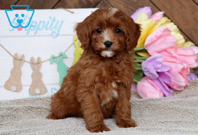 Hope Cavapoo2 image